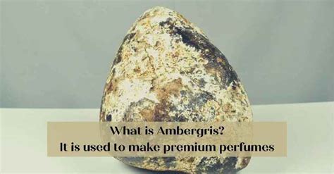 what perfumes use ambergris.